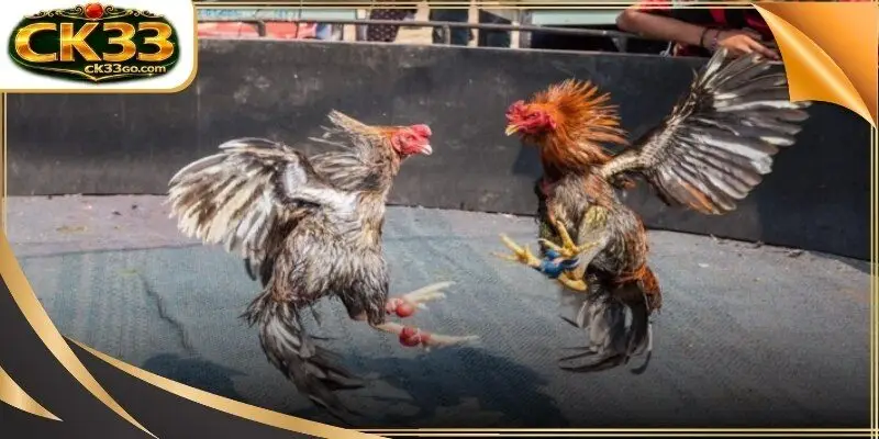 The historical win rates of the most successful Cambodian breeding stables