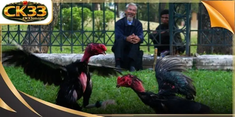 Cambodia cockfighting
