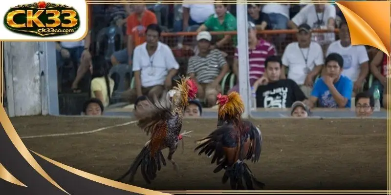 Traditional Cambodian arena filled with passionate spectators during major festive