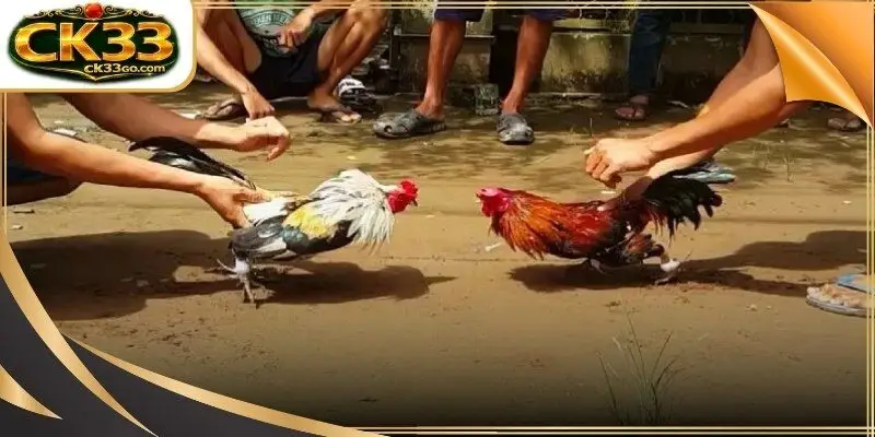 A high-definition camera setup capturing the intense movements of roosters