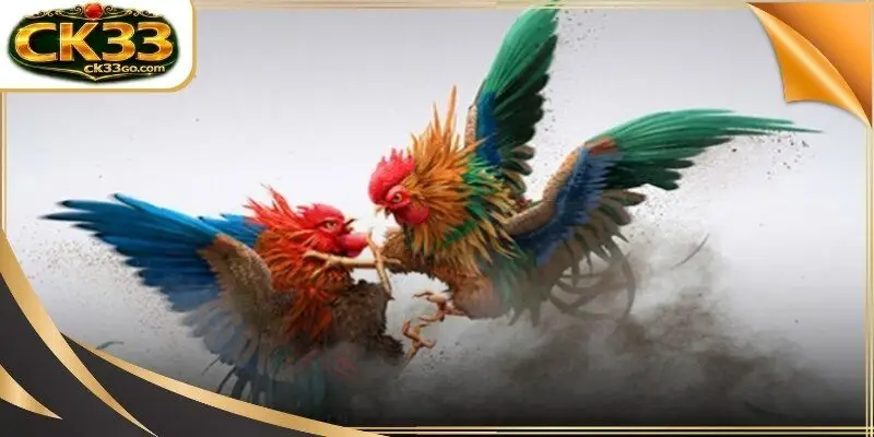 Cockfight bloodline analysis