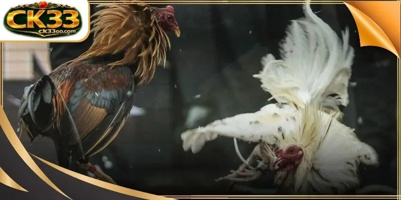 The physical attributes and skeletal structure of a champion gamecock