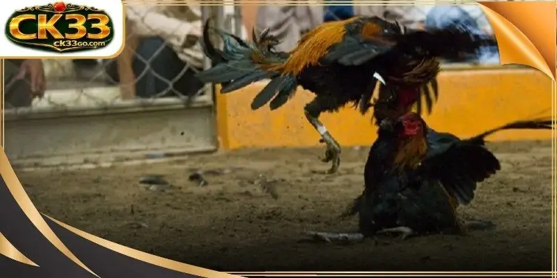 Live cockfighting today