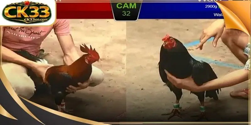 Modern training gym designed for elite avian athletic development