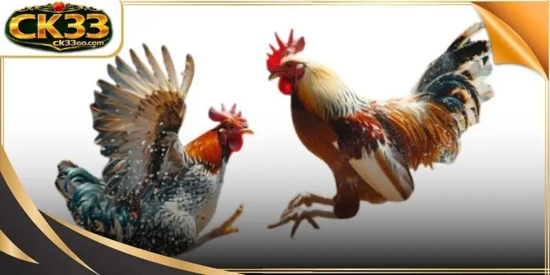 High definition cameras capturing live avian action in professional pits